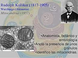Descubrimiento de las mitocondrias