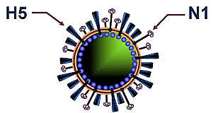 H5N1