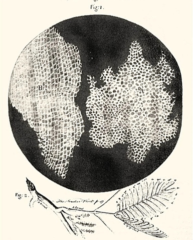 Robert Hooke