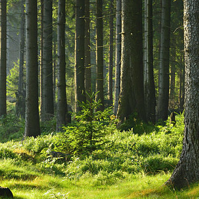 Timeline: camilo chica