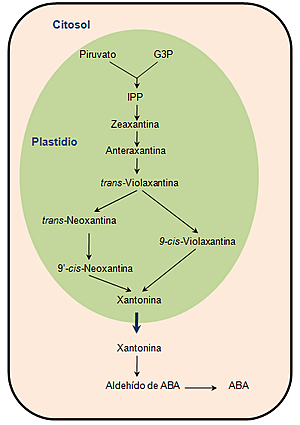 El descubrimiento en las células de las plantas de receptores para el ácido abscísico