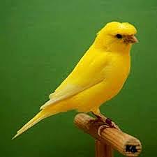 La Clàudia deixa escapar al Sàhara