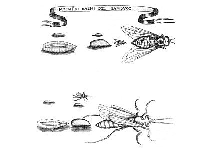 DESCUBRIMIENTO DE LA HELMITOLOGIA (el estudio de los gusanos)