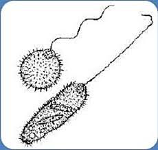 DESCRIPCION PRESISA DE LOS GLOBULOS ROJOS