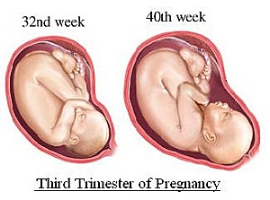 PRENATAL-Fat(physical)