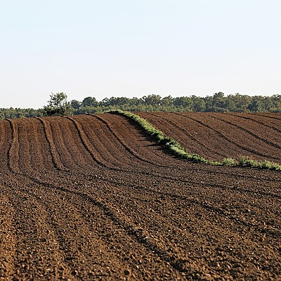 Timeline: All About my Dog