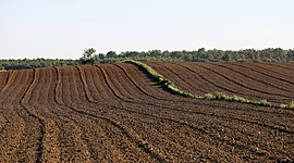 Timeline: All About my Dog