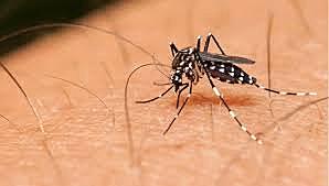 una Gran plaga de zancudos