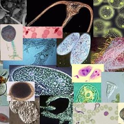 Timeline: HISTORIA DE LA MICROBIOLOGÍA AMBIENTAL