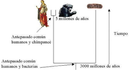 La evidencia de la evolución.