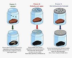 Experimento de  Franshesco Redi