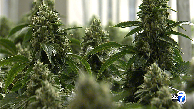 Washington and Colorado Legalize Marijuana