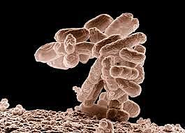El genoma de la bacteria Escherichia coli.