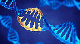 Timeline: El genoma humano