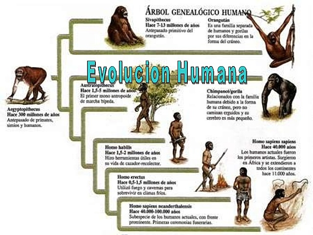 HISTORY OF HUMANS