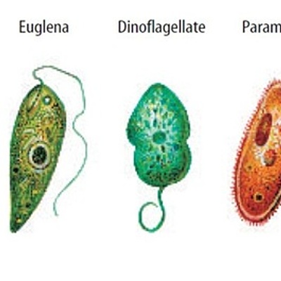 Timeline: Emergence du concept "protiste"