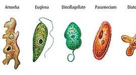 Timeline: Emergence du concept "protiste"