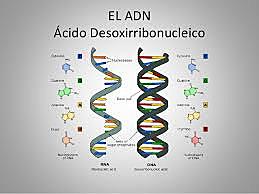 ACIDO DESOXIRRIBONUCLEICO (ADN O DNA)