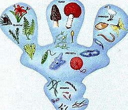 Robert H. Whittaker (1924-1980, biologiste américain)