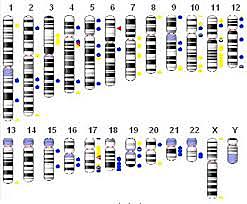 SECUENCIASION DEL 90 DEL GENOMA HUMANO