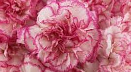 Timeline: Farewell to Manzanar_Samantha Le