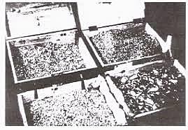 Elie and his father are relocated to Buna