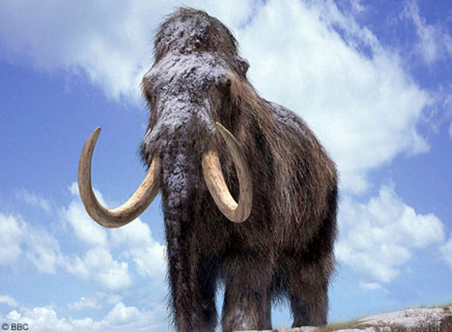 Megafauna went extinct