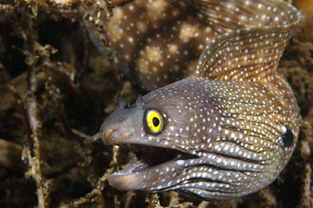 First Appearance of Conodonts