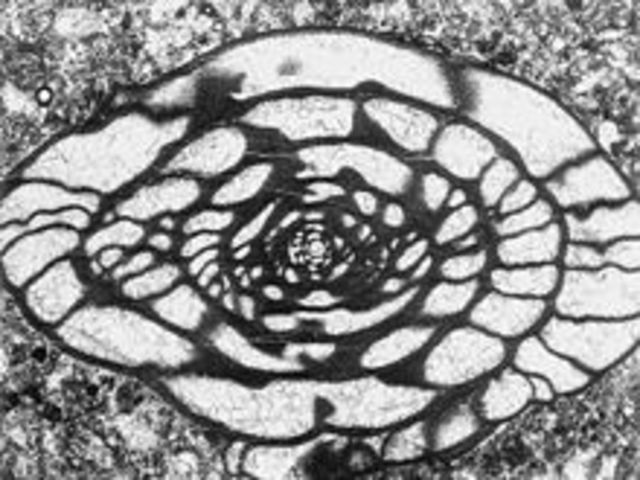 First Appearance of Fusulinids