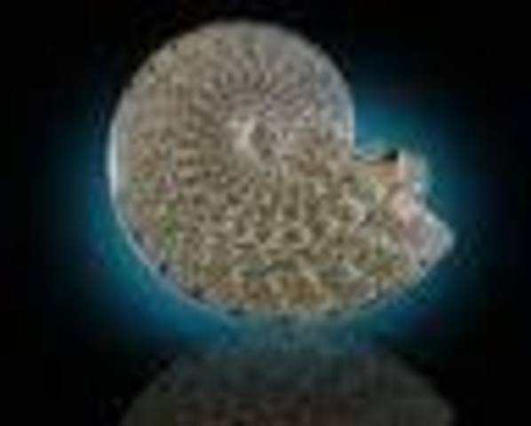 First Appearance of Amonite Genus