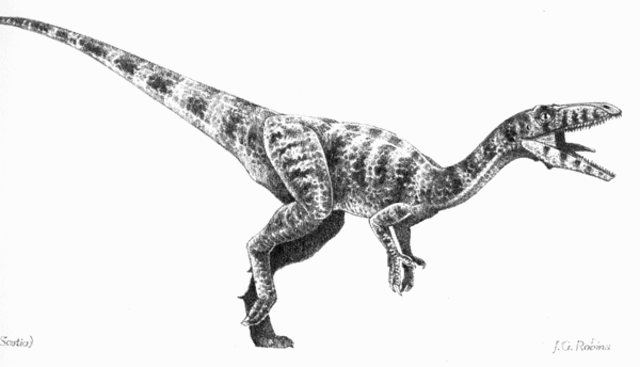 Coelophysis