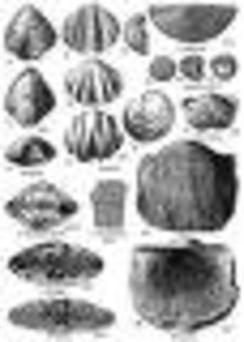 Streptognathodus Isolatus