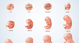 Timeline: Etapas de desarrollo embrionario desde la fecundación hasta el parto