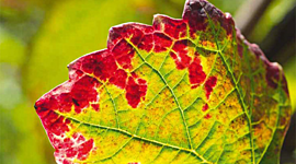 Timeline: Eventos  importantes de fitopatología