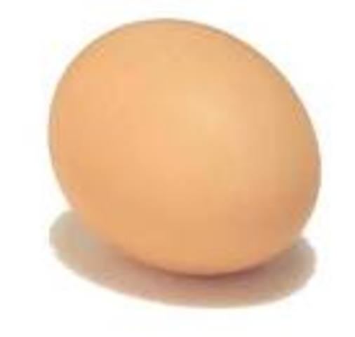 Amniote Egg