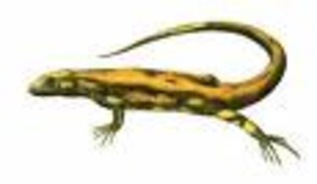 Sauropsids (the earliest reptiles) Present