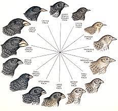 Charles Robert Darwin (February 12, 1809-April 19, 1882)
