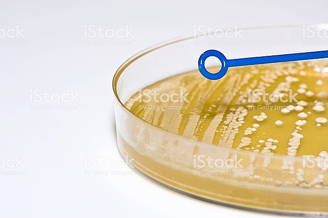 AGAR-AGAR