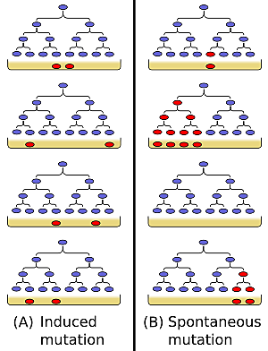 1943 A Luria, Delbrück y Alfred Day Hershey