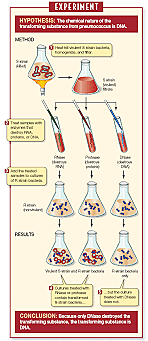 1944 Avery,Mcleod,Mccarty