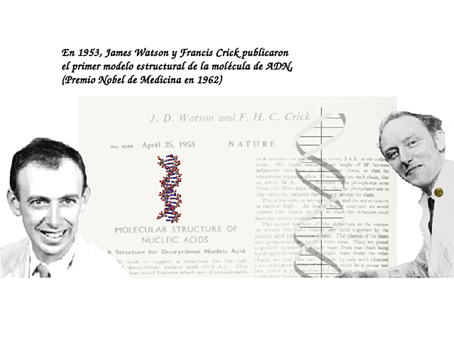 1953 Watson y Crick