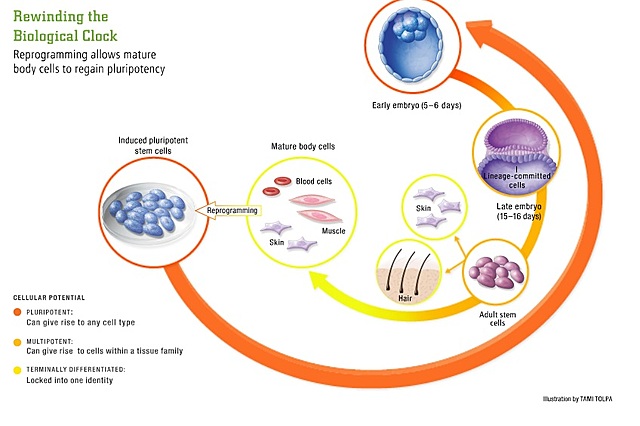 2009 Reprogramacion celular