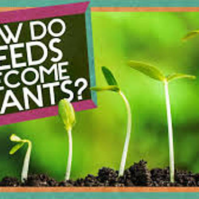 Timeline: Plant Growth