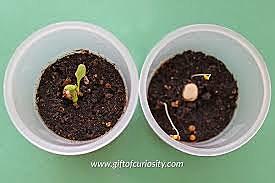 Seedling Sprouted