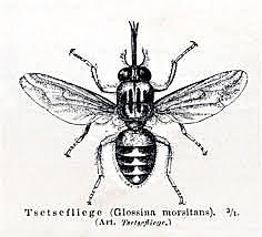 Tsetse Fly infect Sub-Saharan Africa