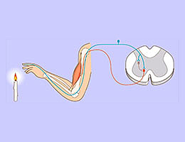 "El concepto de arco reflejo en Psicología"