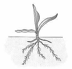 Fertilizante hidrogenado