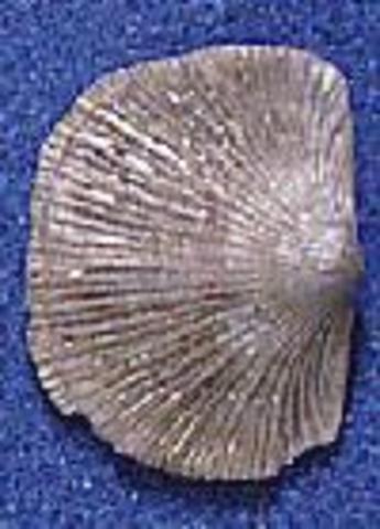 Brachiopods