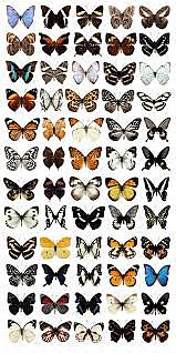 Se casa y ordena su colección.