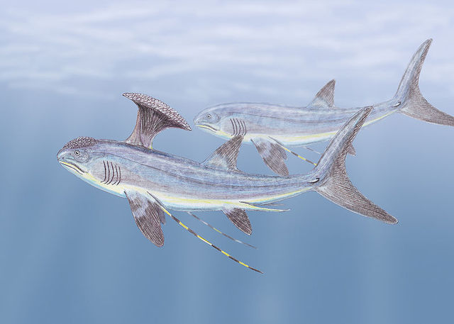 Sharks start to evolve